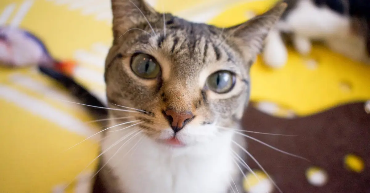 Visit Edmonton's Cat Cafe: A Cozy Coffee & Cat Haven