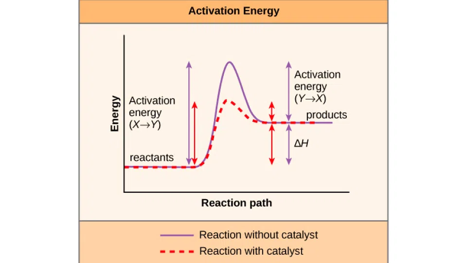 Graph explaining activation energy with and without enzymes