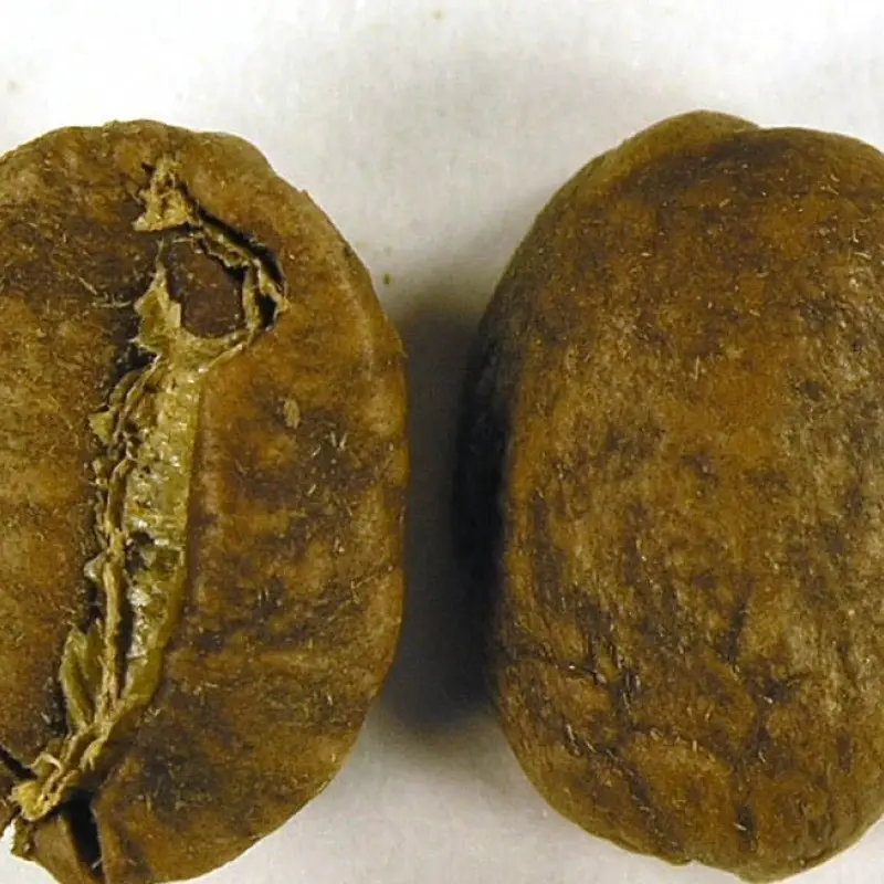 Blonde Roast Coffee Bean