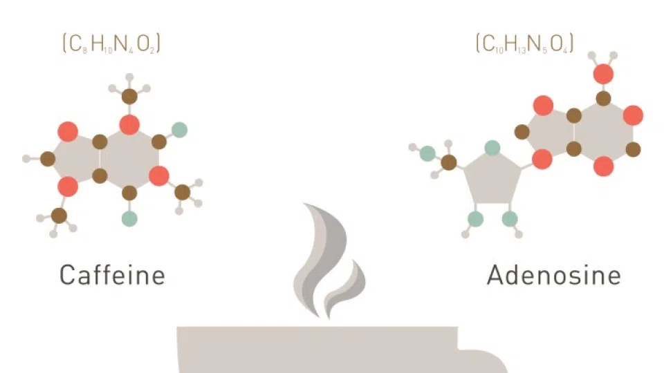 chemistry formula of adenosine and caffeine