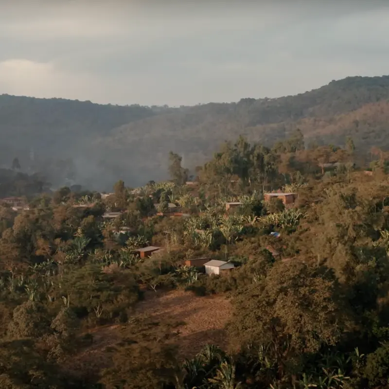 Kenyan Coffeee Plantation