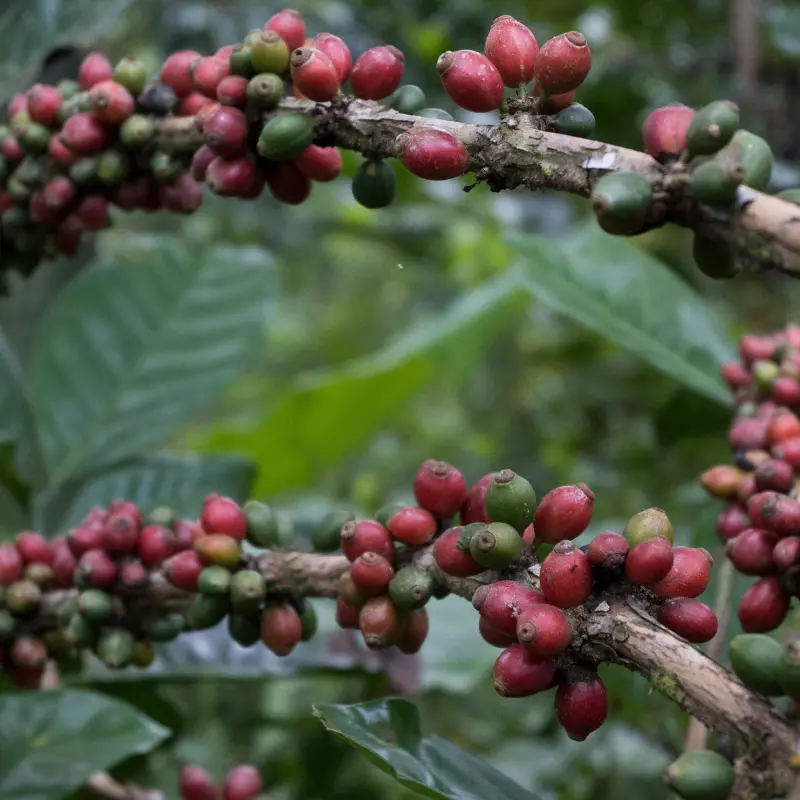 Liberica coffee cherry