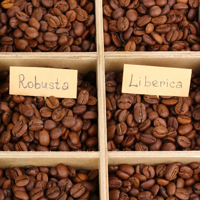 Comparison photo showing liberica and robusta beans