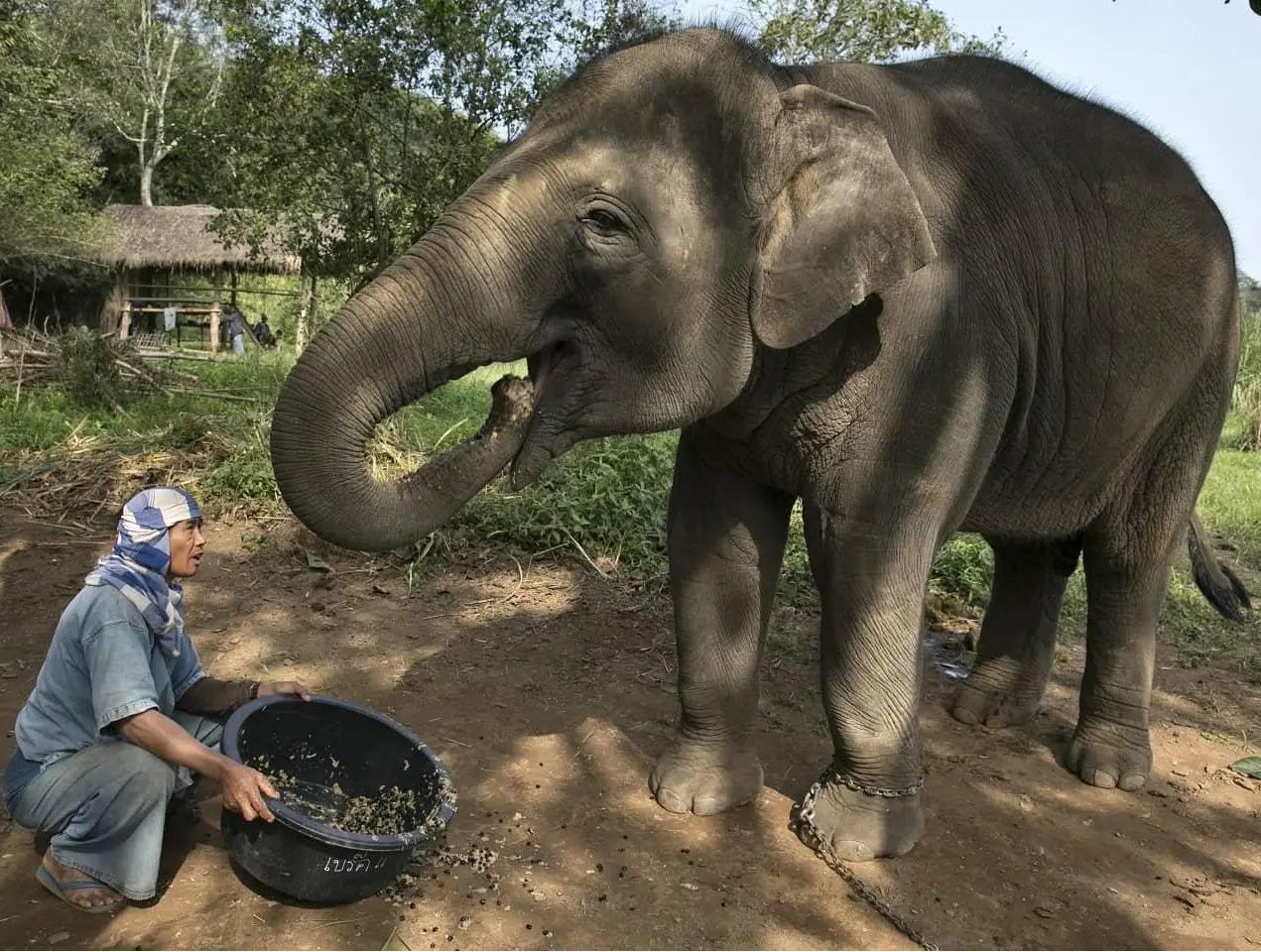 Elephant being fed fruits and coffee beans
