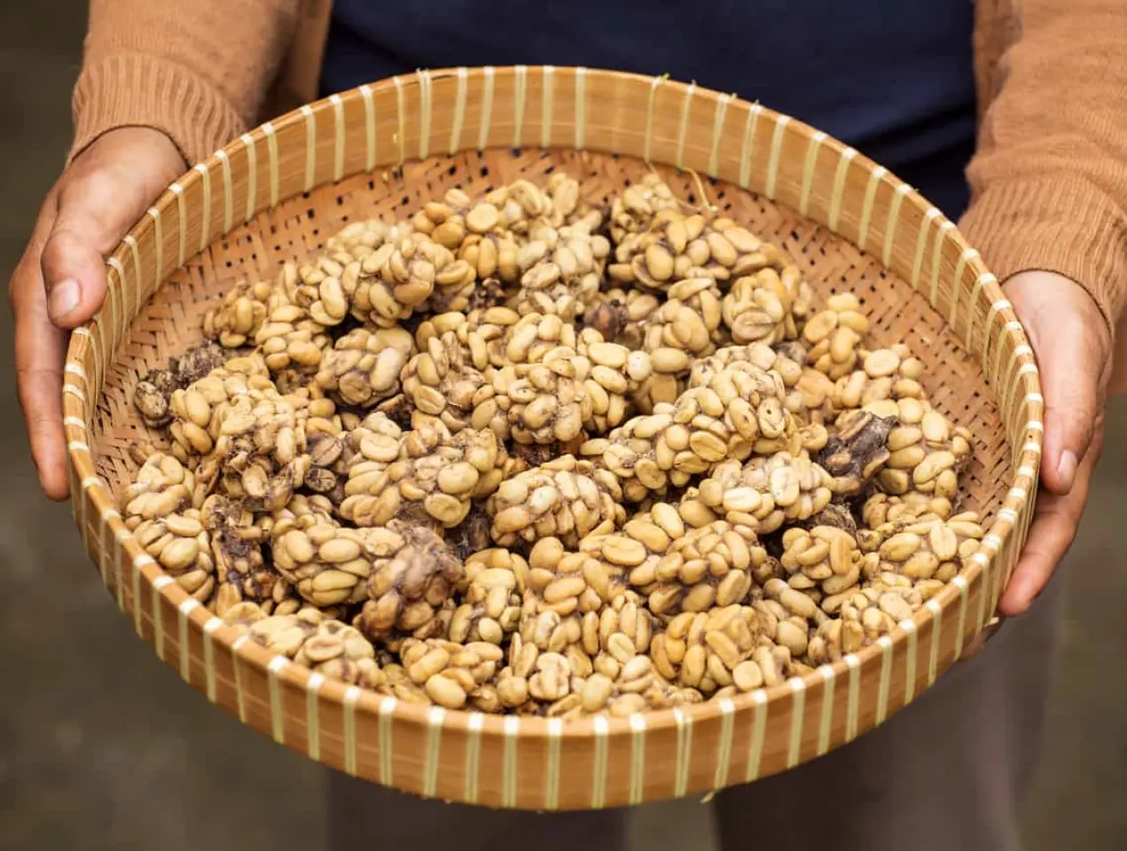 Kopi Luwak Coffee Bean Dung in a basket