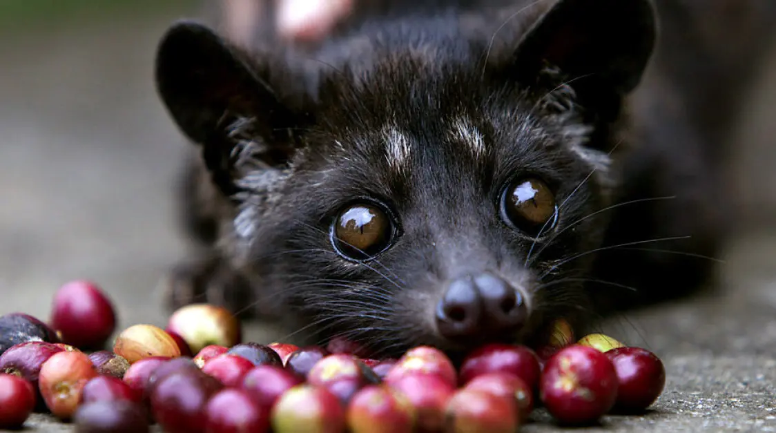 Top 3 Most Expensive Coffees in the World For 2024