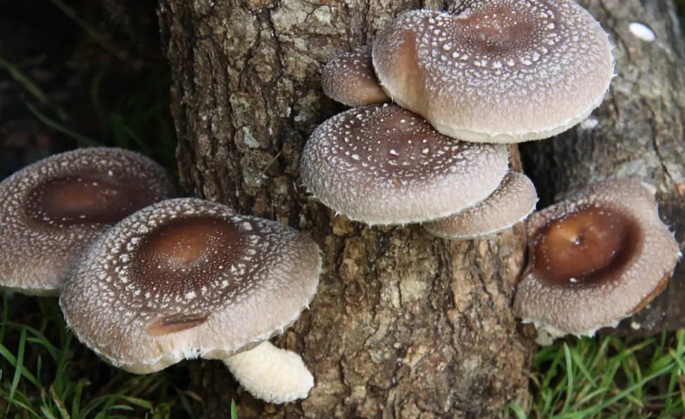 Shiitake growing on bark