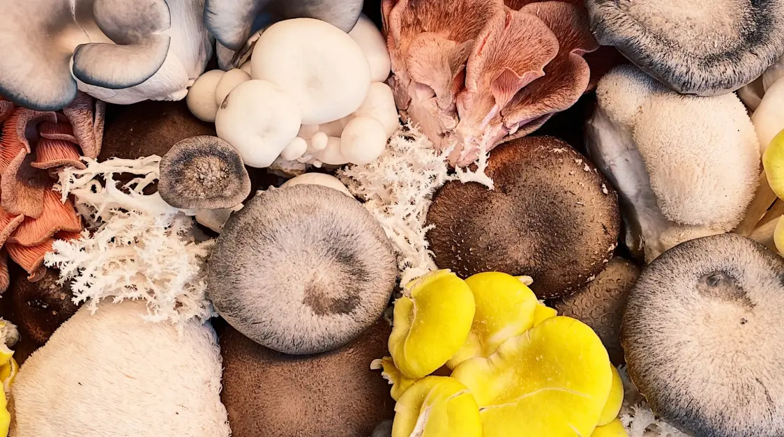 Discover the Magic Brew: Unveiling the Secrets of Mushroom Coffee