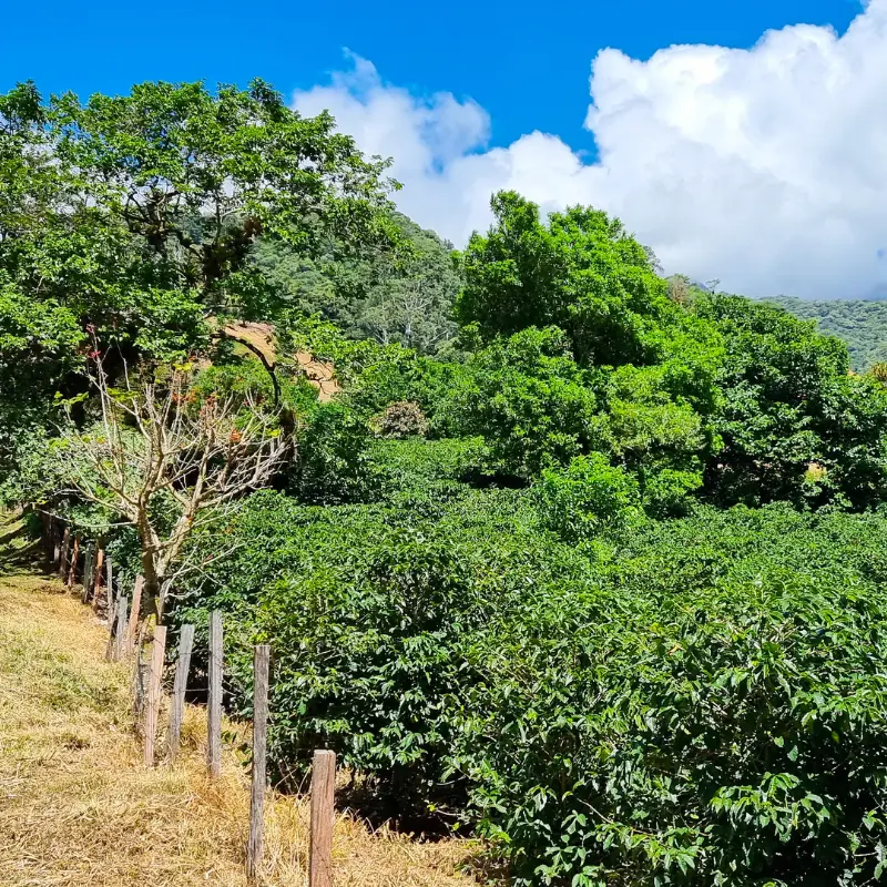 panama coffee plantation