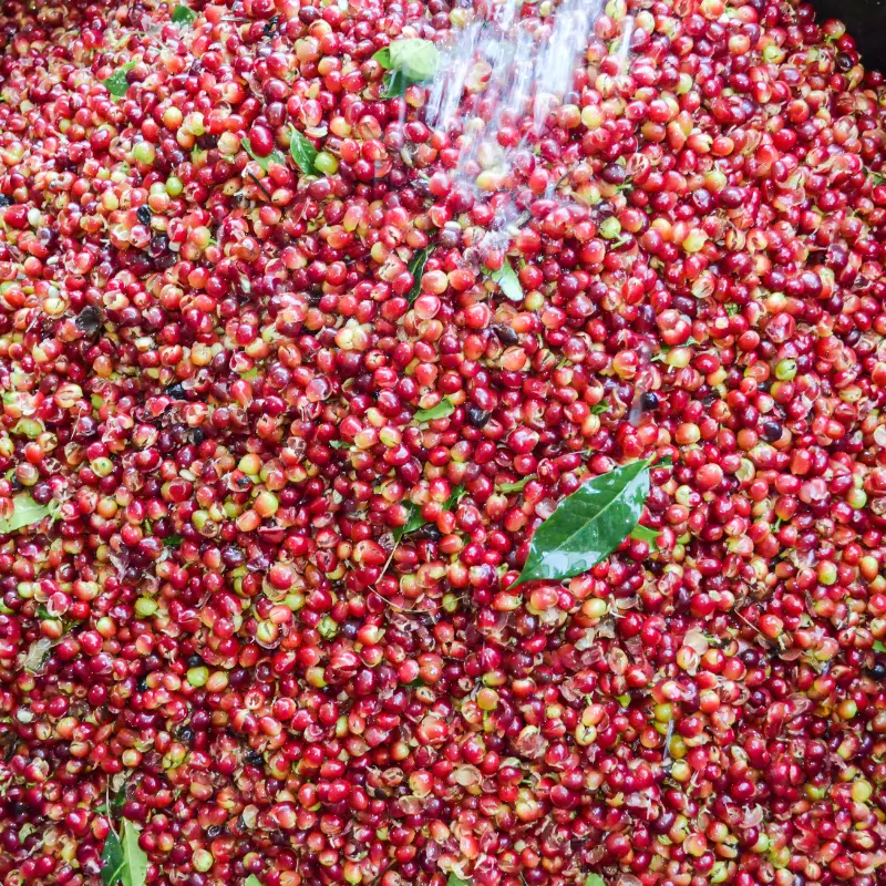 Thousands of red coffee fruits