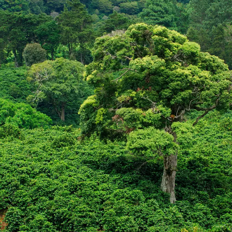 Panama coffee plantation