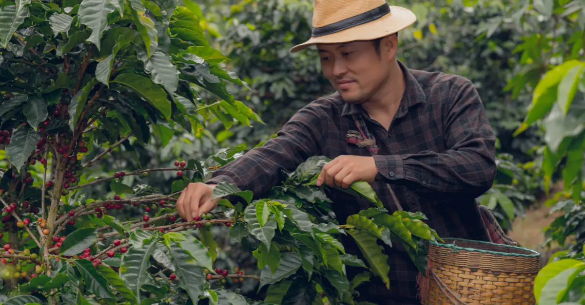 10 Best Panama Coffee: Demystifying the World's Most Expensive Coffee