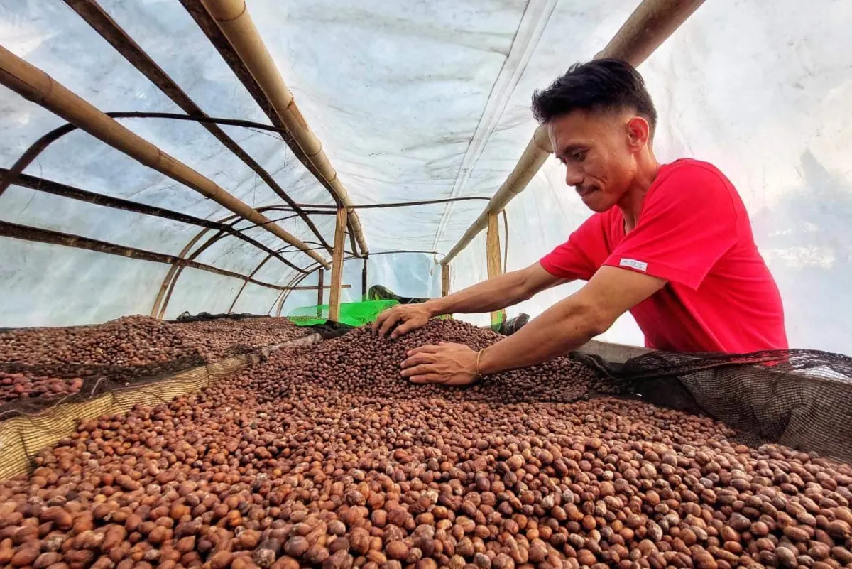 Philippine coffee farmer