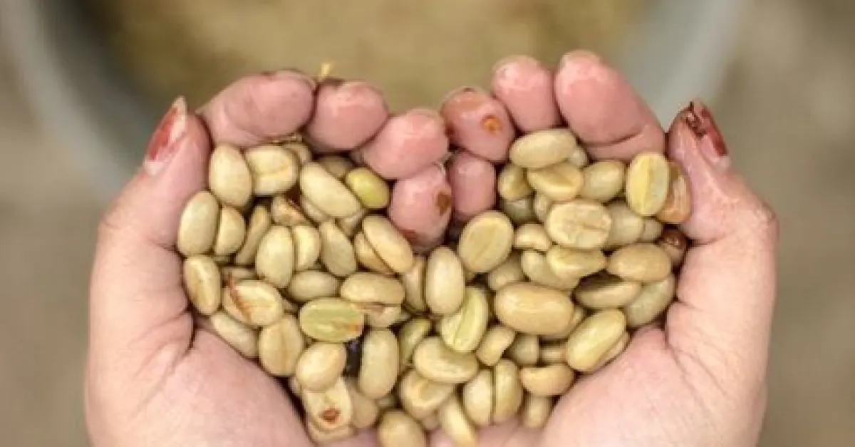 Philippine Coffee: Discover This Coffee From Farm to Cup