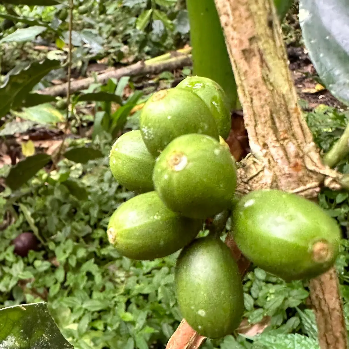 Green Coffee Fruits on a branch in Bali Indonesia - not ripped for collection
