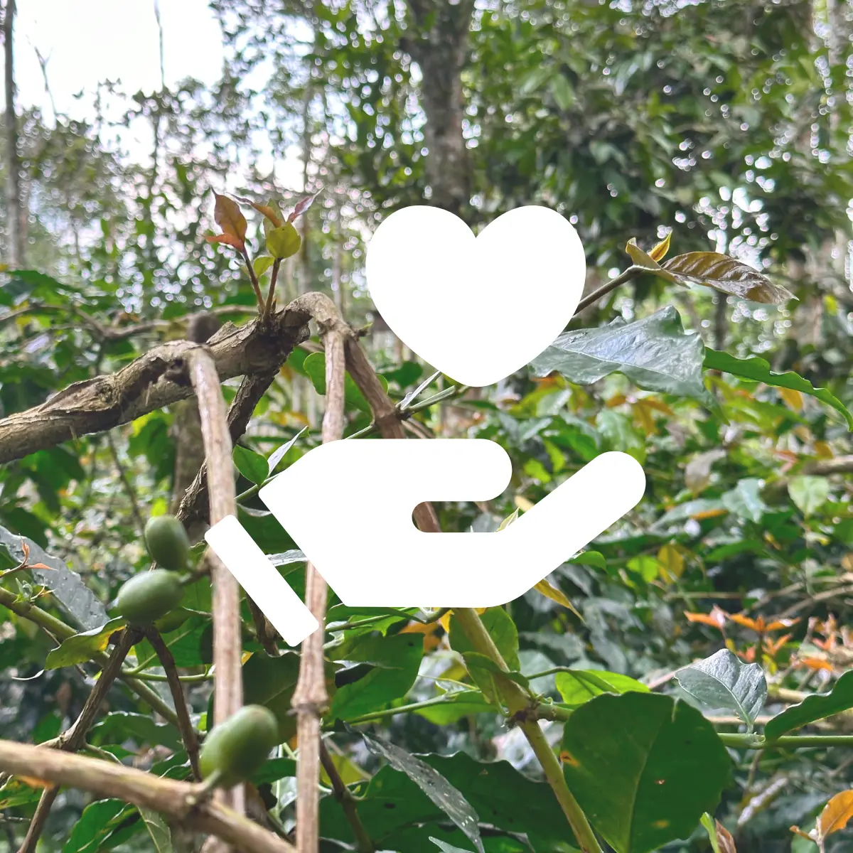 Background - picture of a coffee plantation with coffee fruits growing and foreground is a graphic of a white hand holding a white heart