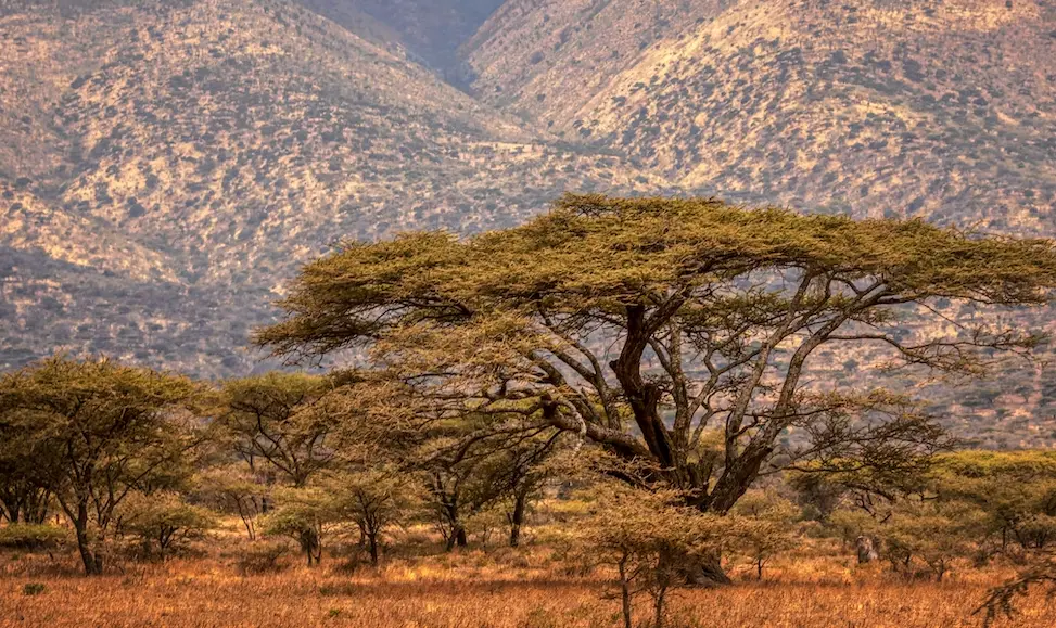 Tanzania wilderness - tree + mountains