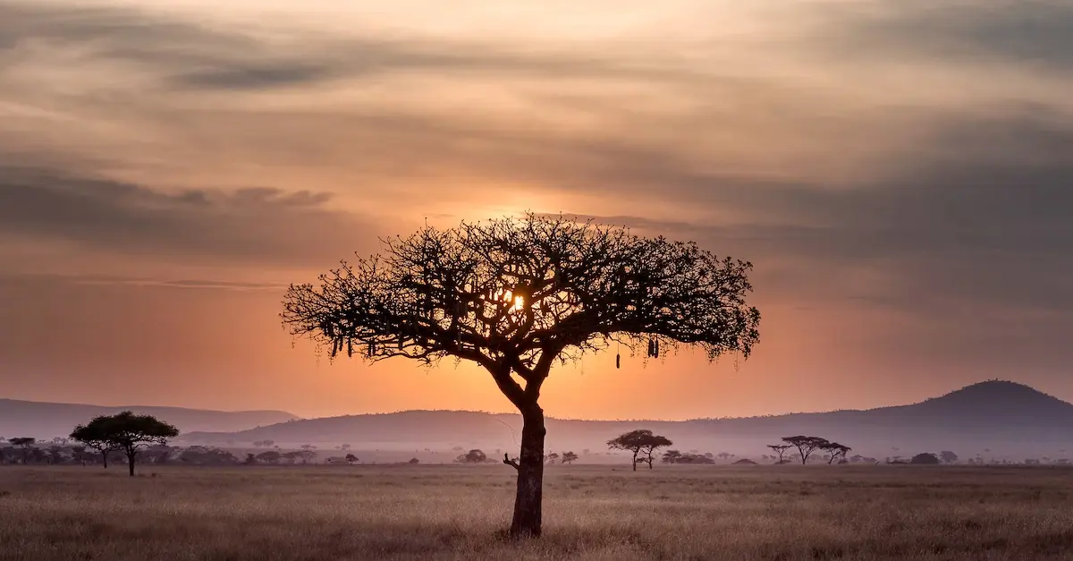 Tanzania Peaberry Coffee: Fascinating Reasons Why You Should Try It