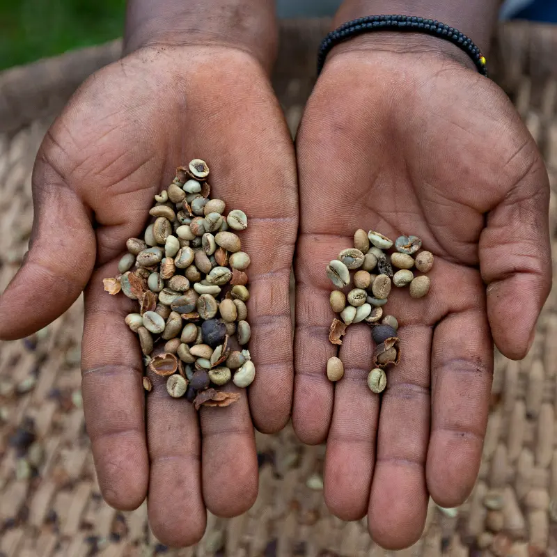Hands showing coffee beans