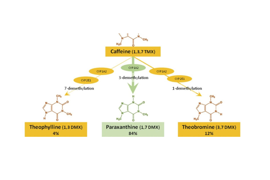 What is Paraxanthine