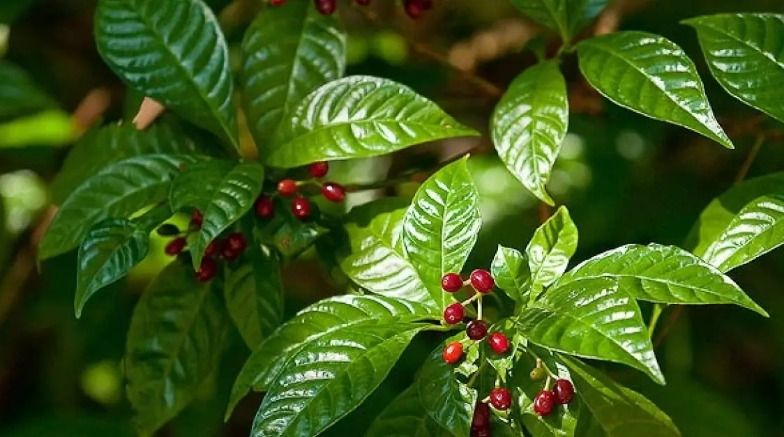 Wild Coffee Plant: What Is It And How To Use It