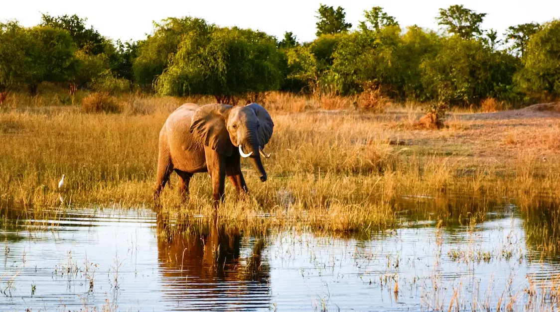 Sipping on African Sunshine: 4 Best Facts About Zimbabwe Coffee